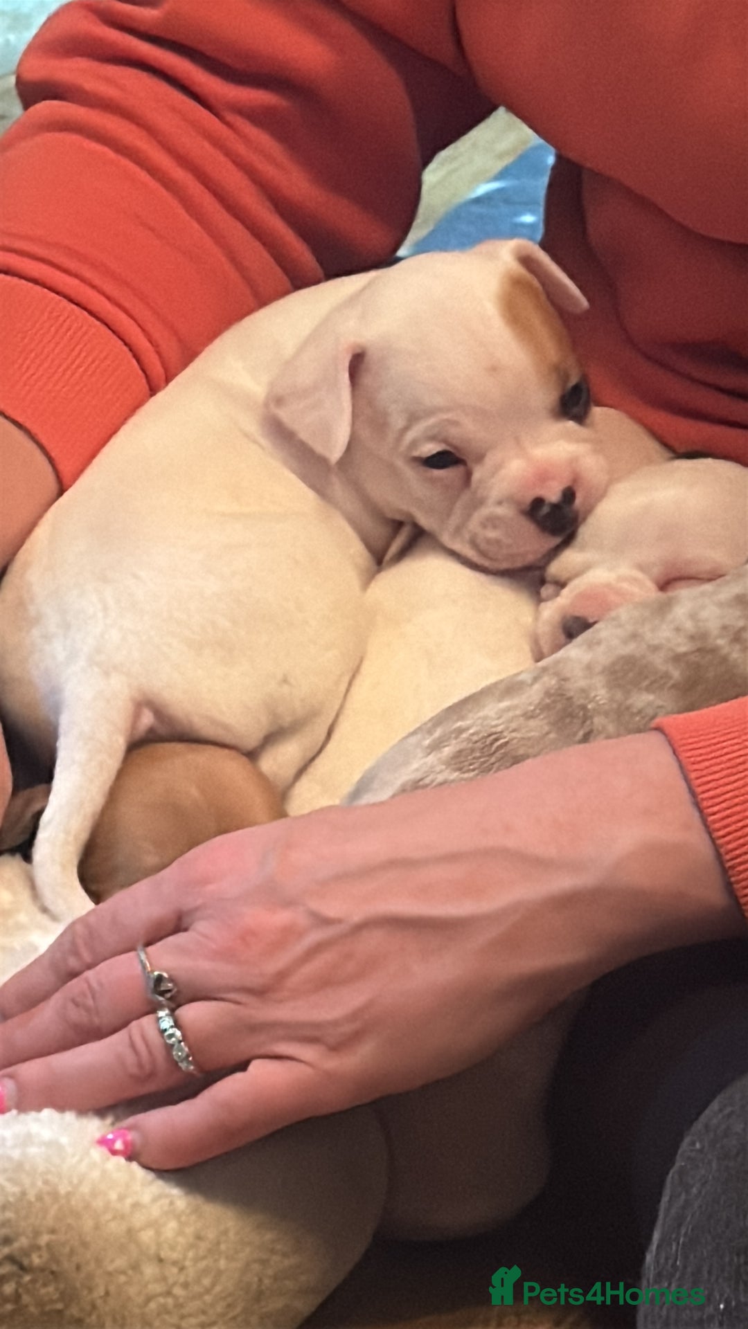 Mixed Breed dogs for sale: French bulldog x American bulldog Ready Now  - Advert 29