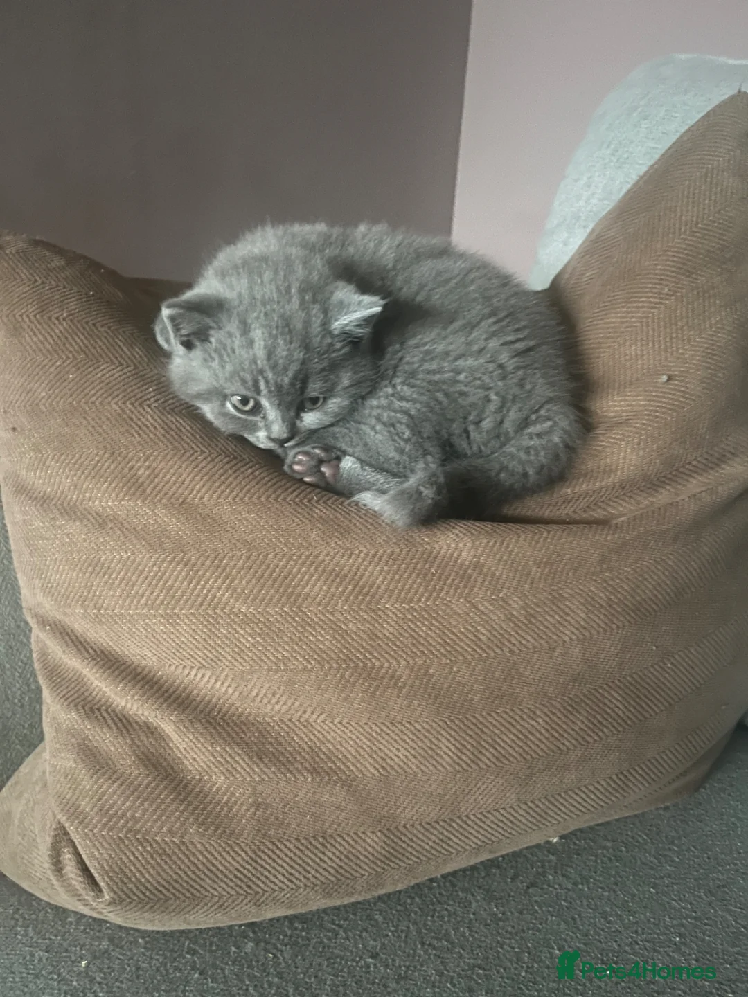 British Shorthair cats for sale: Chunky British Shorthair kittens GCCF registered  - Advert 22