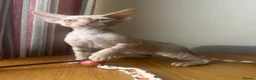 Devon Rex cats for sale:  Pedigree Devon Rex Kittens. Pet Homes Only  - Advert 10