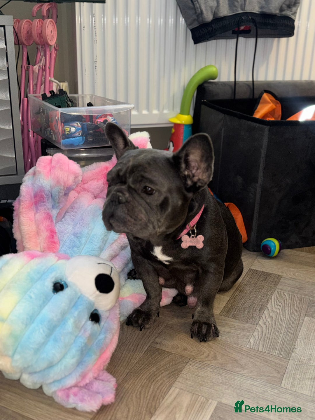 French Bulldog dogs for sale: Mini bulls - Advert 23