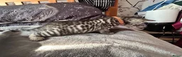 Bengal cats for sale: Mix Bengal kittens for sell in Corby - Advert 21
