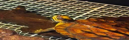 Turtle reptiles for sale: Rare CB  Three-striped Box Turtle for sale - Advert 10