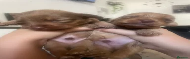 Brown twins 