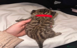 Bengal cats for sale: Stunning bengal x bsh kittens  - Advert 27