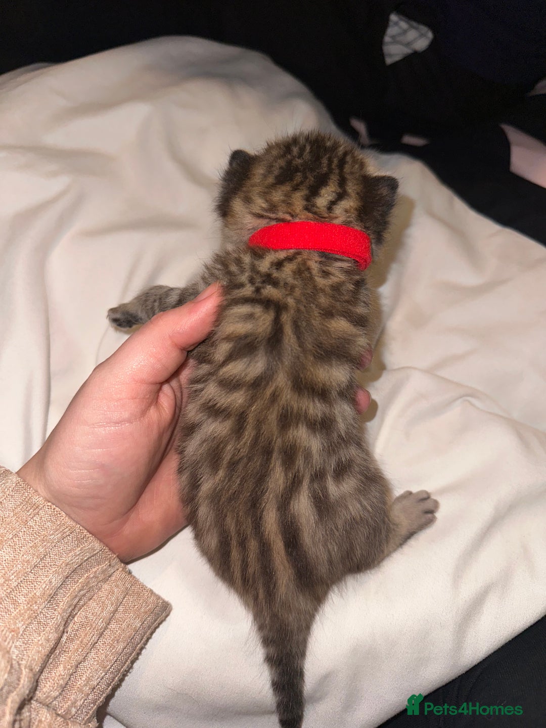 Bengal cats for sale: Stunning bengal x bsh kittens  - Advert 27