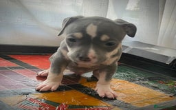 American Bully dogs for sale: Beautiful Tri colour American bully puppy’s  - Image 10