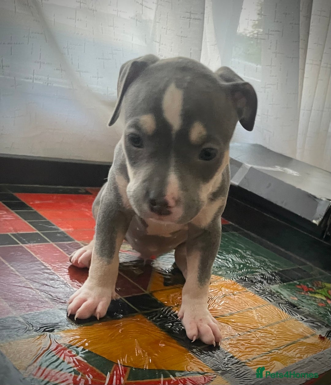 American Bully dogs for sale: Beautiful Tri colour American bully puppy’s  - Image 10