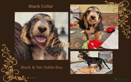 Cocker Spaniel dogs for sale: Applejacks Pedigree Show Cocker Spaniel Puppies - Image 2