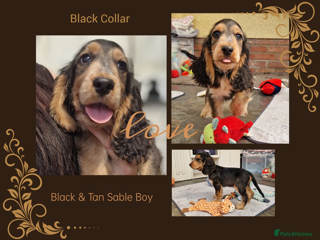Cocker Spaniel dogs for sale: Applejacks Pedigree Show Cocker Spaniel Puppies - Image 2