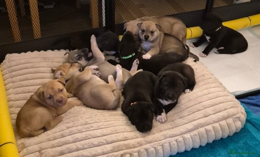 Mixed Breed dogs Beautiful Mix, Husky/Corso X Akita/Staff Aprox35kg - Advert 15