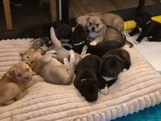 Mixed Breed dogs Beautiful Mix, Husky/Corso X Akita/Staff Aprox35kg - Advert 15