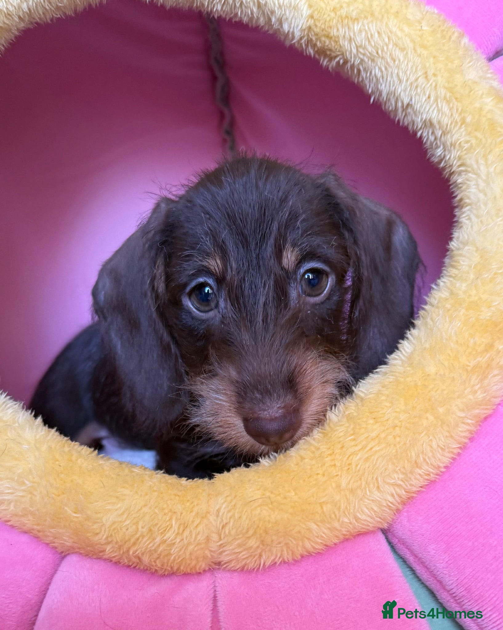 Miniature Dachshund dogs 3 gorgeous mini wirehaired Dachshunds.  - Advert 1
