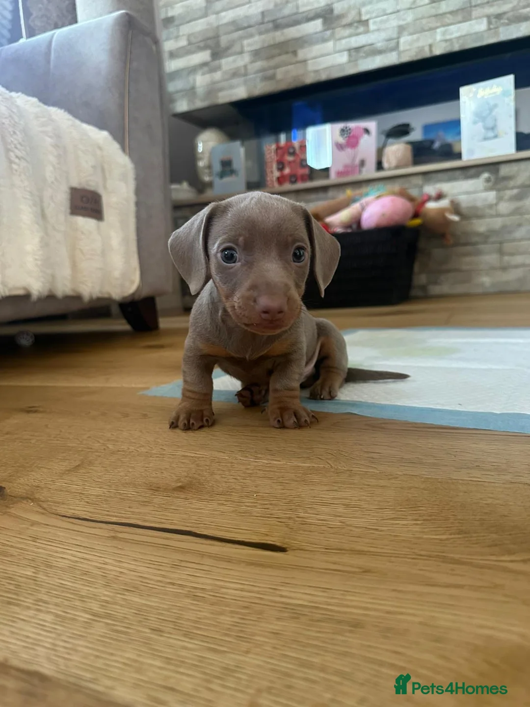 Miniature Dachshund dogs for sale: Miniature Dachshunds for sale  - Advert 1