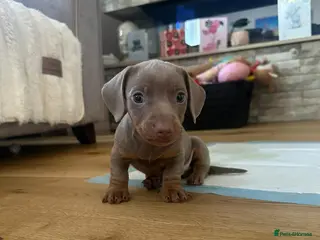 Miniature Dachshund dogs Miniature Dachshunds for sale - Advert 1