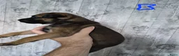 Lurcher dogs for sale: Lurcher puppies for sale  - Advert 12