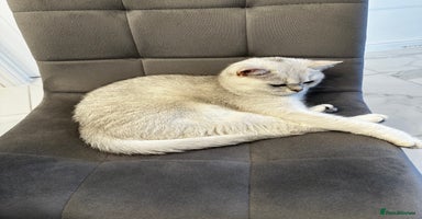 British Shorthair cats - Advert 11