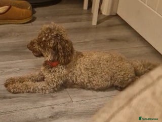 Toy Poodle dogs Toy poodles puppies fully health tested - Advert 1