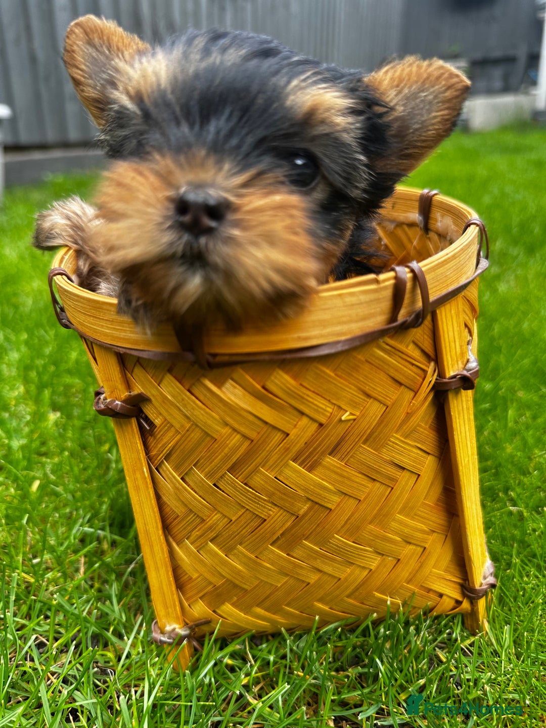 Yorkshire Terrier dogs for sale: Tiny Yorkshire Terrier ( 1 boy and 2girls 🐶🐶) - Image 7