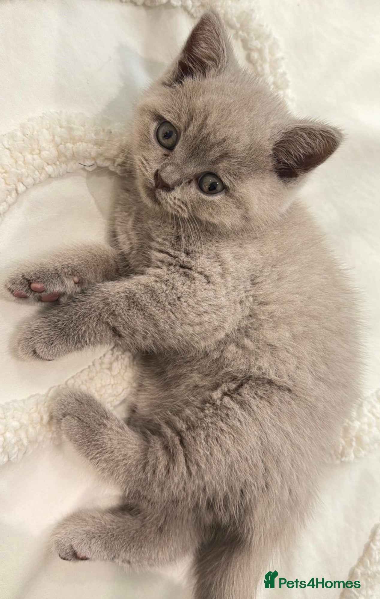 British Shorthair cats British Shorthair kittens  for sale  - Advert 2