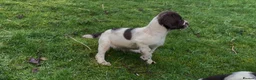 English Springer Spaniel dogs for sale: Dog puppies  - Advert 4