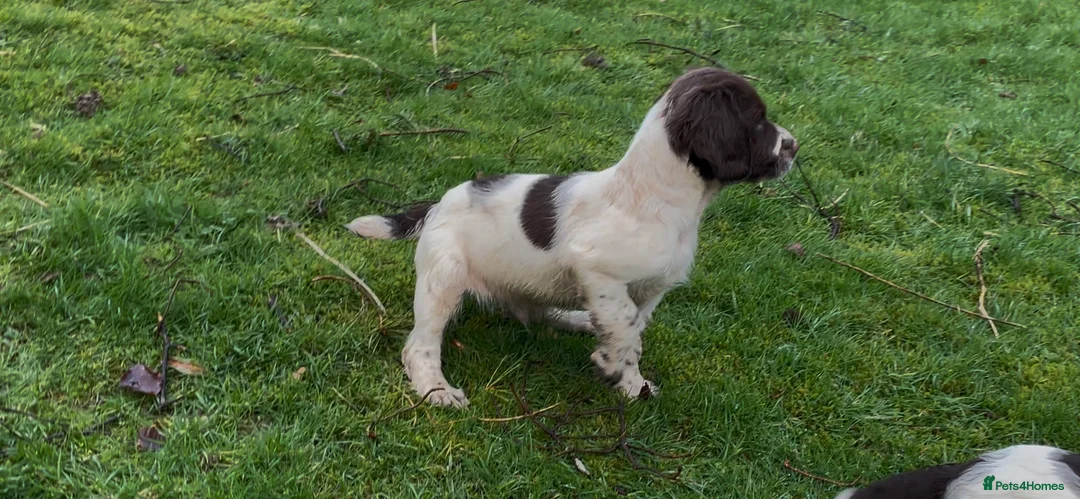 English Springer Spaniel dogs for sale: Dog puppies  - Advert 4