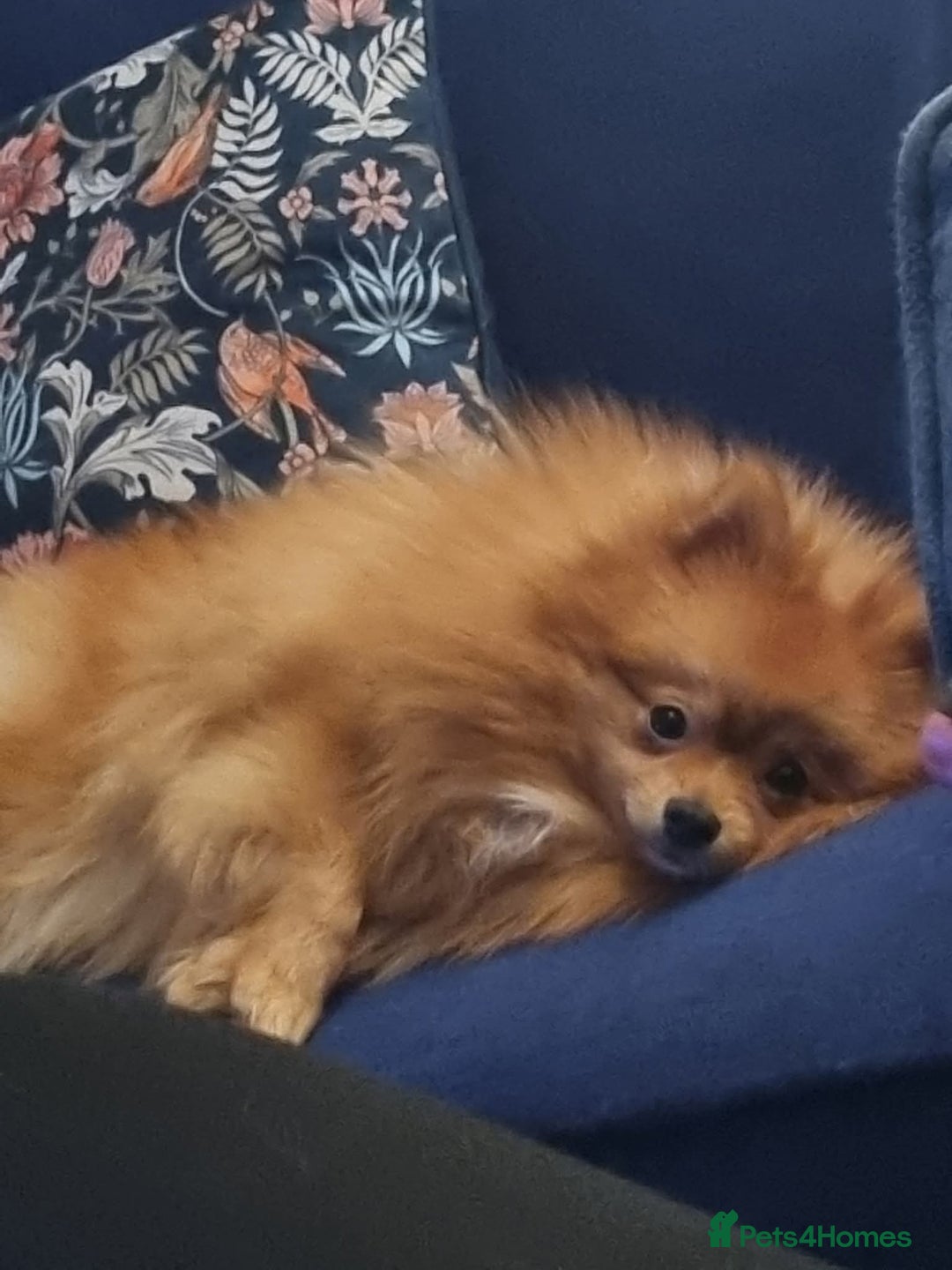 Pomeranian dogs for sale: Beautiful tiny Pomeranian Puppy   - Advert 5