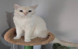 Ragdoll cats for stud: Handsome Genetically Tested Flame-Point for Stud - Image 2
