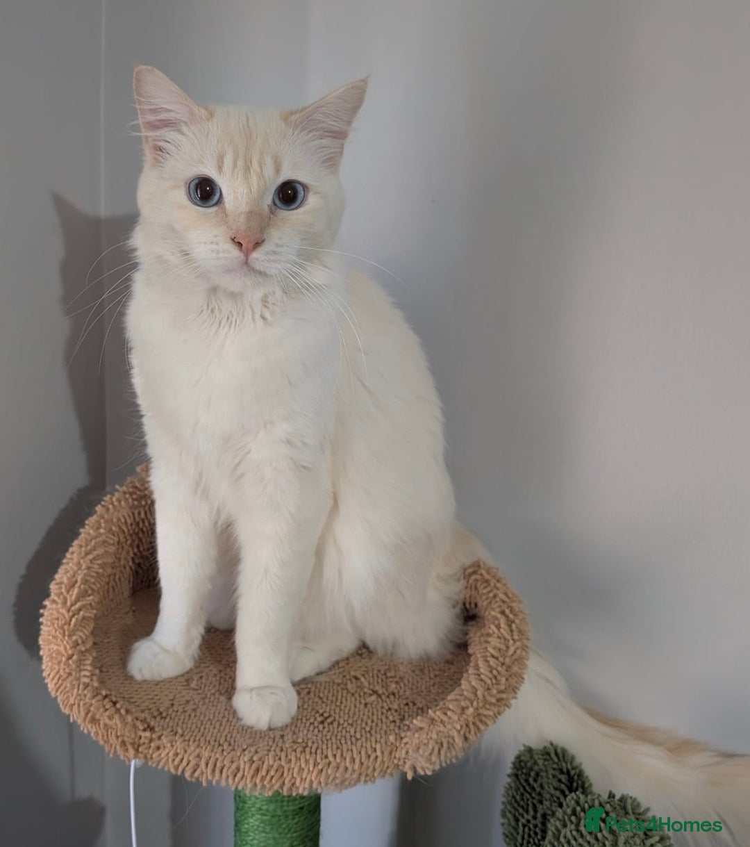 Ragdoll cats for stud: Handsome Genetically Tested Flame-Point for Stud - Image 2