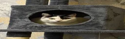 Mixed Breed cats for sale: Brother and sister - Advert 3