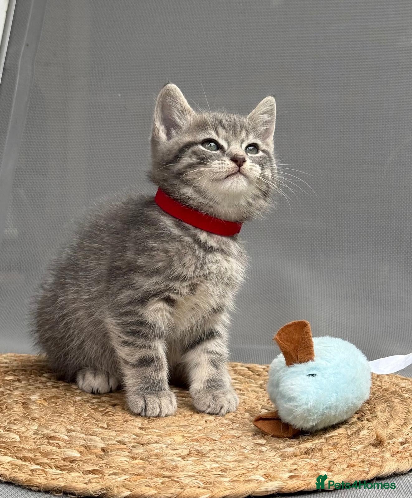 British Shorthair cats for sale: 🐾 5 Beautiful Kittens – British Shorthair Mum  - Advert 11