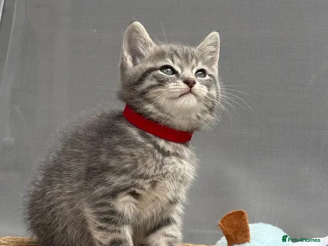 British Shorthair cats for sale: 🐾 5 Beautiful Kittens – British Shorthair Mum - Advert 14