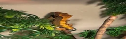 Gecko reptiles for sale: Crested gecko + enclosure  - Advert 2