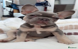 French Bulldog dogs for sale: 12 weeks. Finding a lovely home for our frenchie.  - Image 6