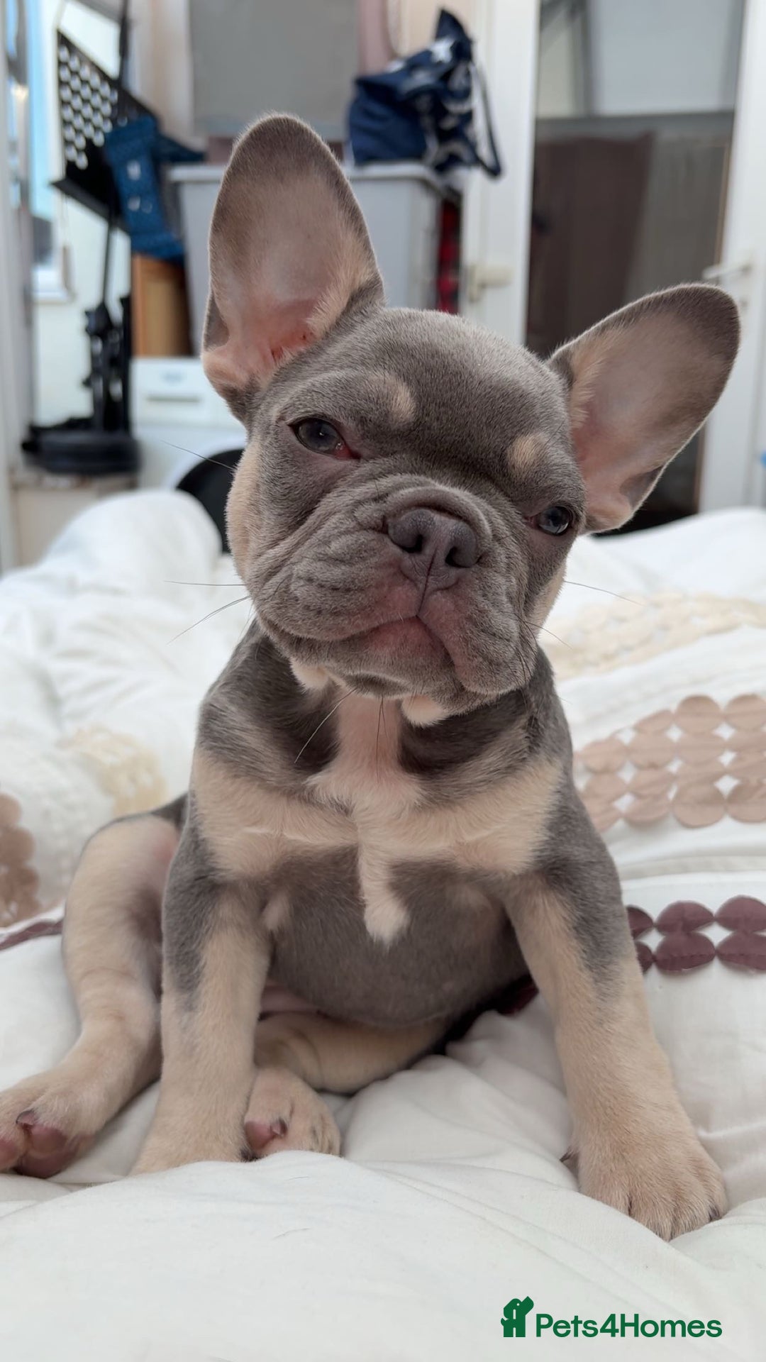 French Bulldog dogs for sale: 12 weeks. Finding a lovely home for our frenchie.  - Image 6