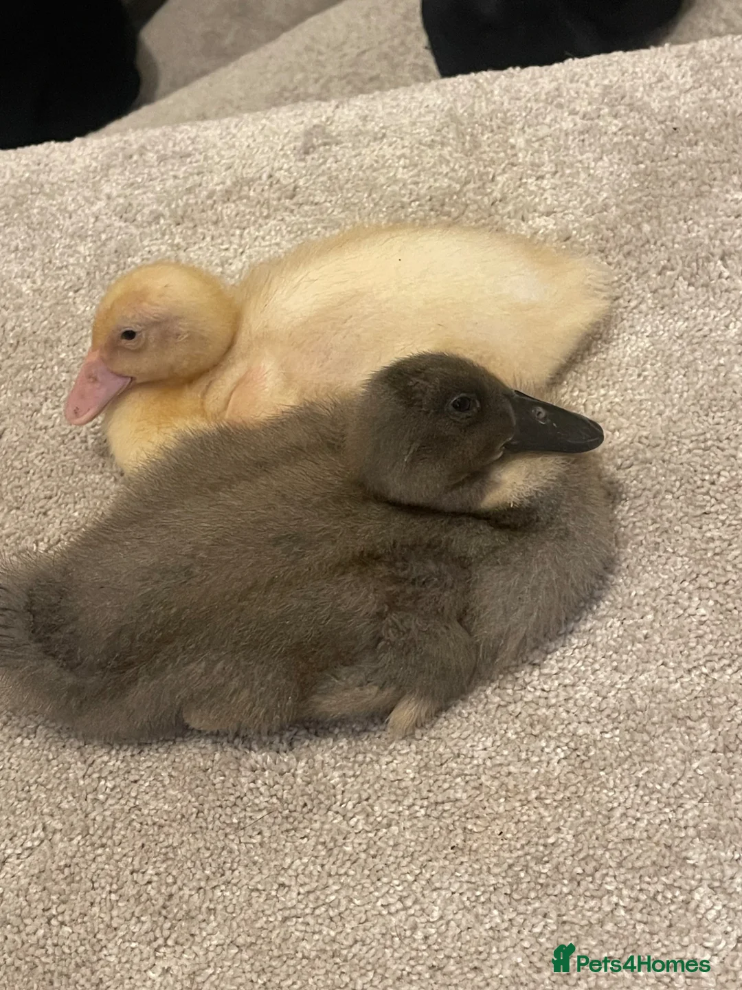 Ducks poultry for sale: Ducklings for sale  in Tipton - Advert 2