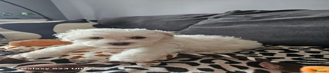 Maltese Puppy 2