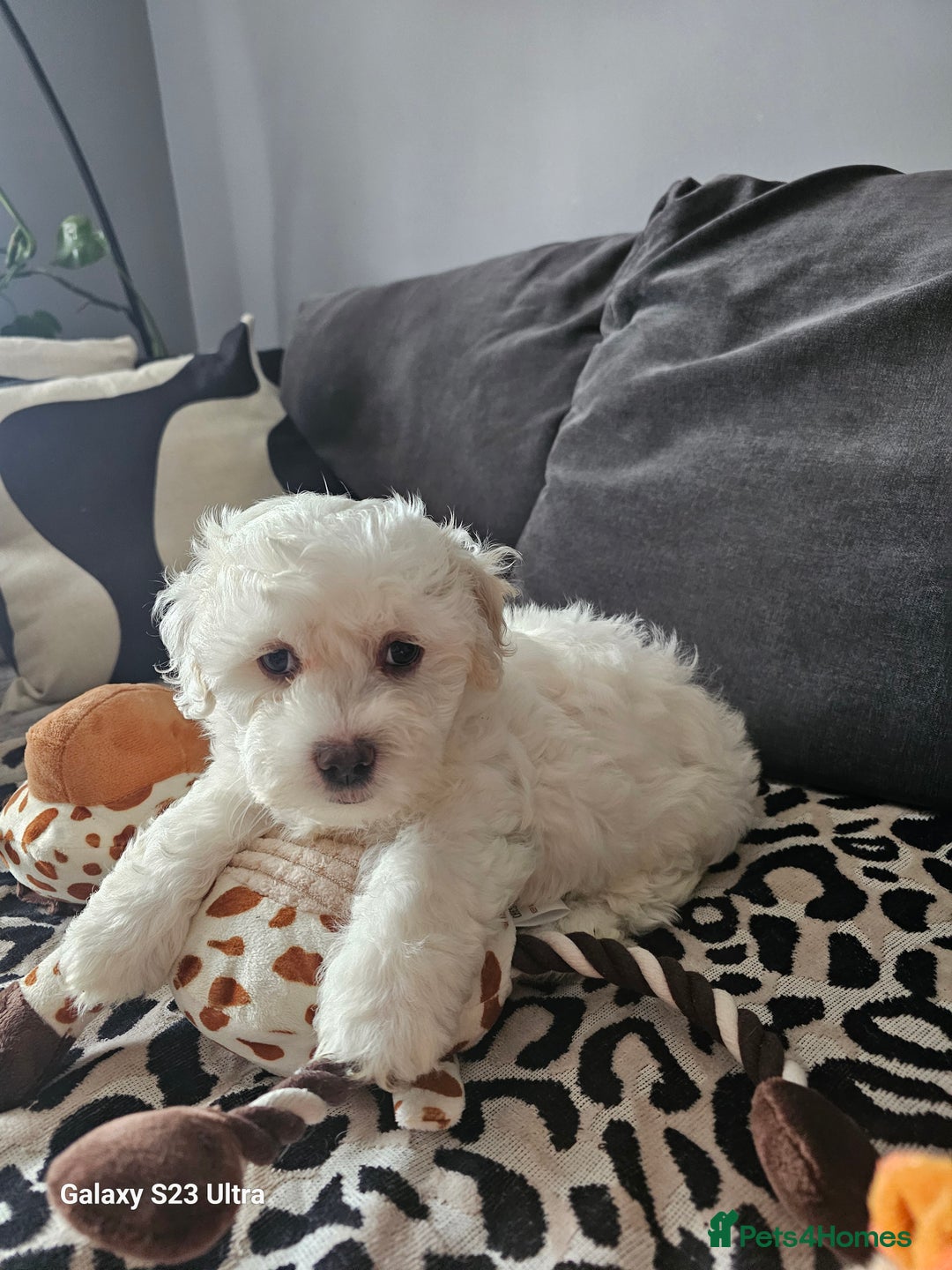 Maltese dogs for sale: Maltese ready to find their forever home now - Image 11