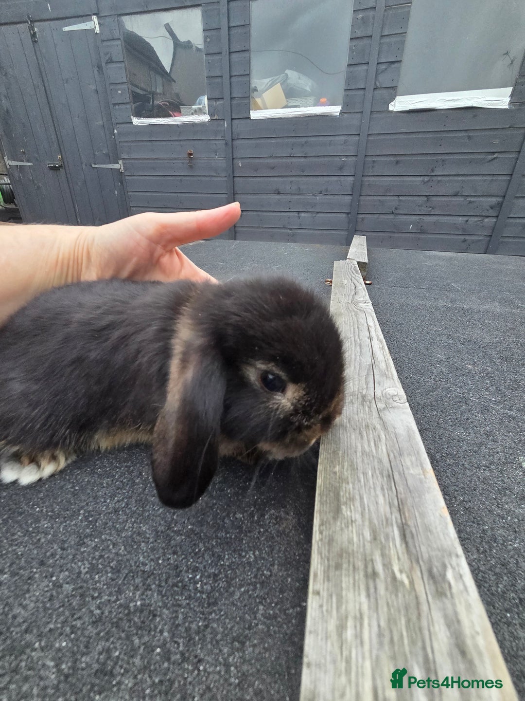 Mini Lop rabbits for sale: 2 mini lops  - Image 6