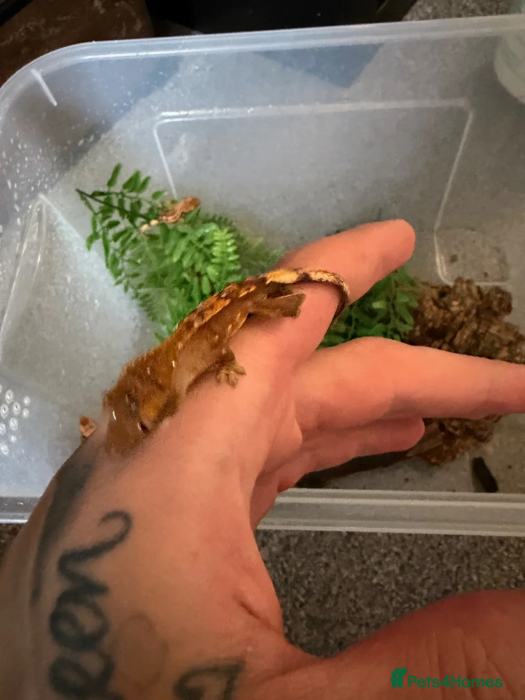 Gecko reptiles for sale: Baby crested geckos - Advert 4