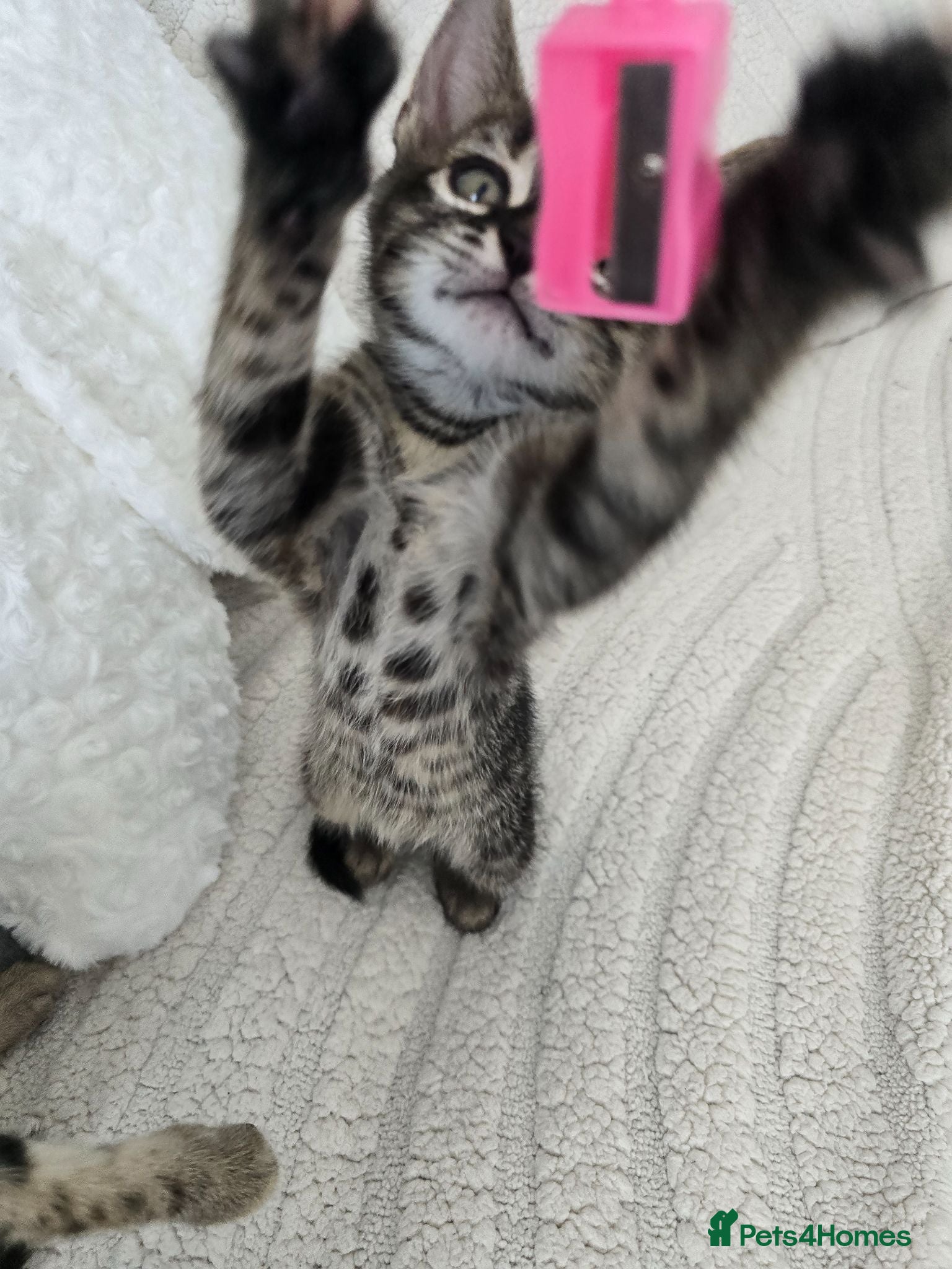 Bengal cats Bengal cross kittens - Advert 1