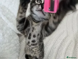 Bengal cats Bengal cross kittens - Advert 1