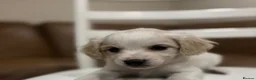 Maltipoo dogs for sale: Miniature maltipoo puppies - Advert 11