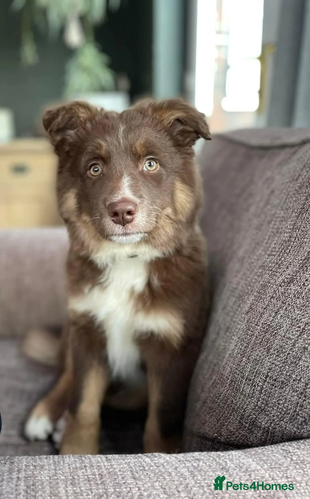 Border Collie dogs for stud: Border collie for stud  in Darlington - Advert 2