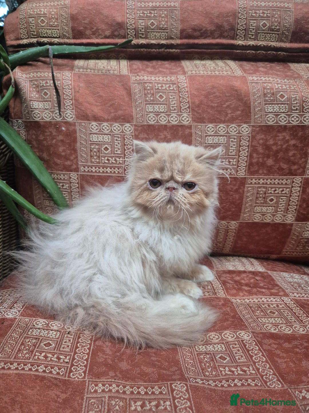Exotic cats for sale: 💙READY NOW Persian boy💙🏆Champion sired💙 😸  - Advert 6