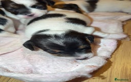 Jack Russell dogs for sale: Jack Russell puppies  - Advert 3