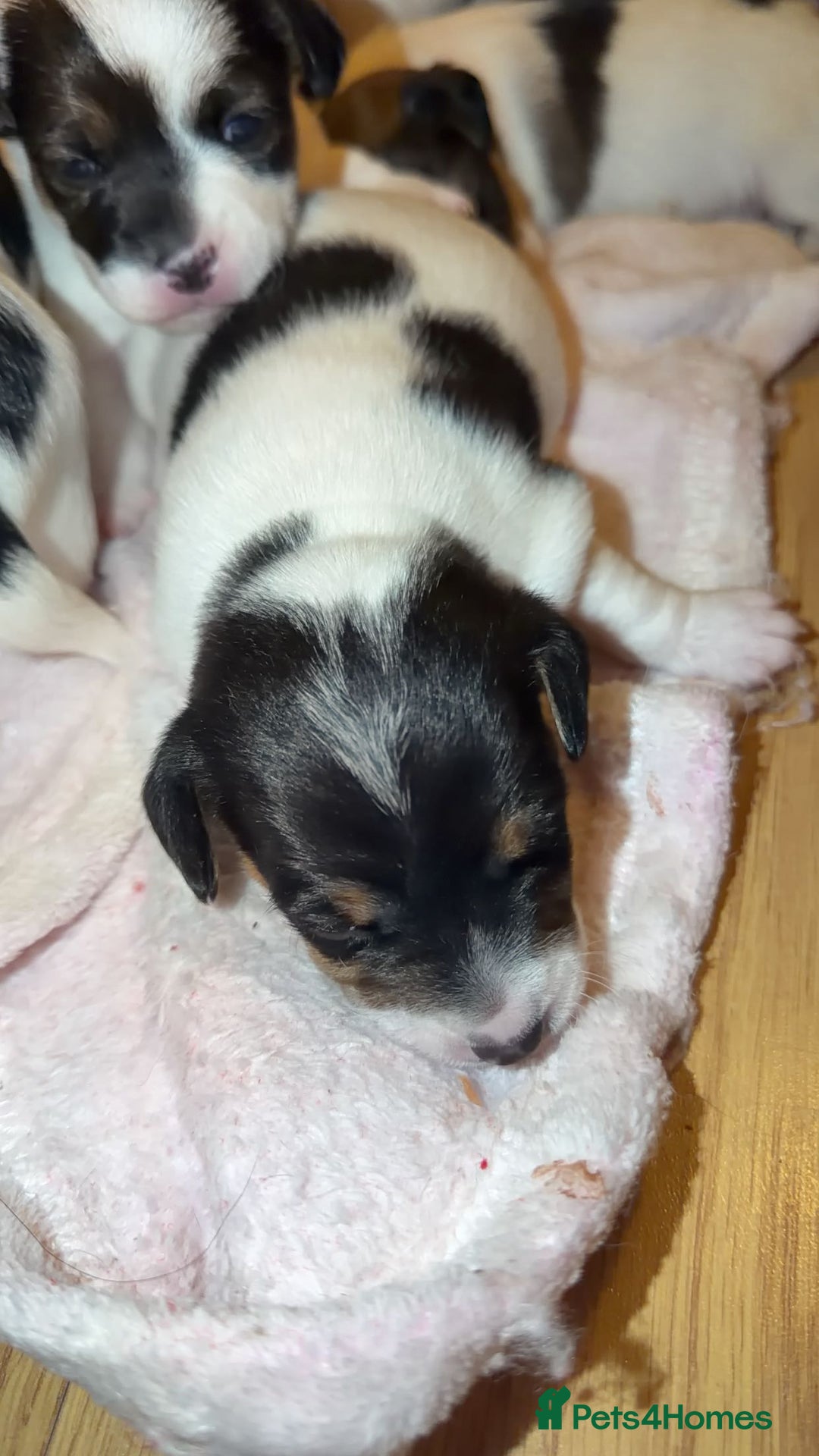 Jack Russell dogs for sale: Jack Russell puppies  - Advert 3