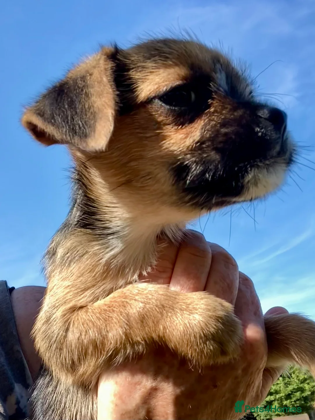 Mixed Breed dogs for sale: 3/4 Border Terrier puppies  - Advert 2