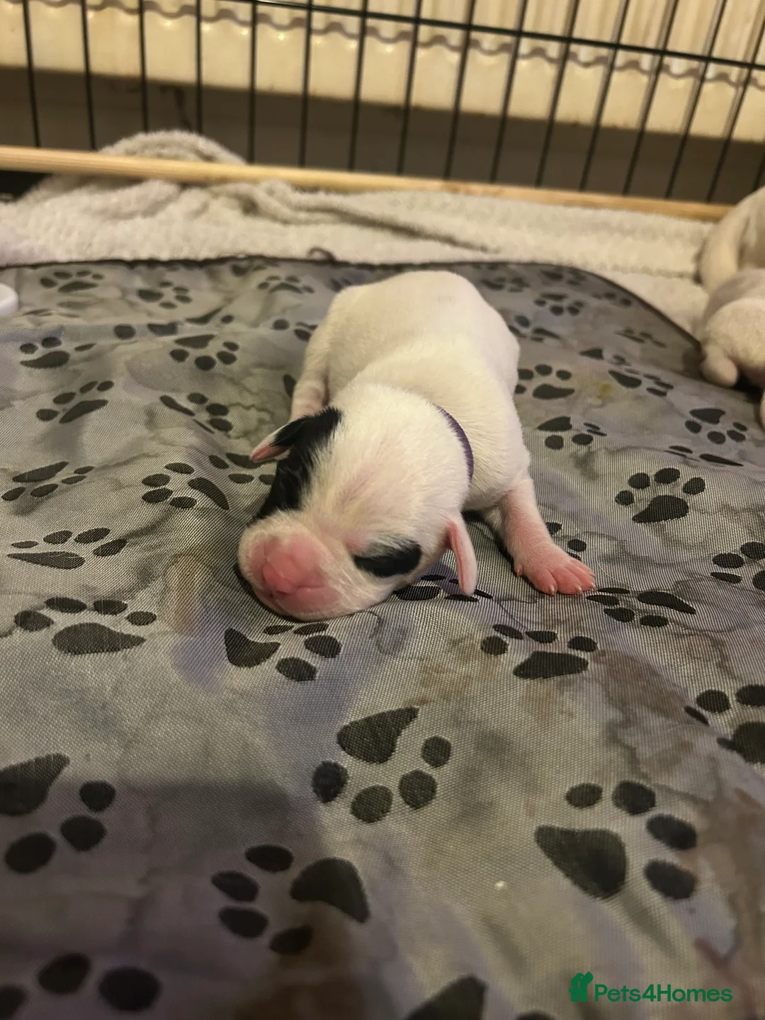 Mixed Breed dogs for sale: 7 gorgeous American Bulldog x Springer Spaniel - Advert 18