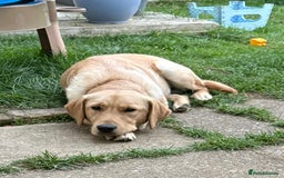 Goldador dogs for sale: Beautiful natured male bailey - Image 2