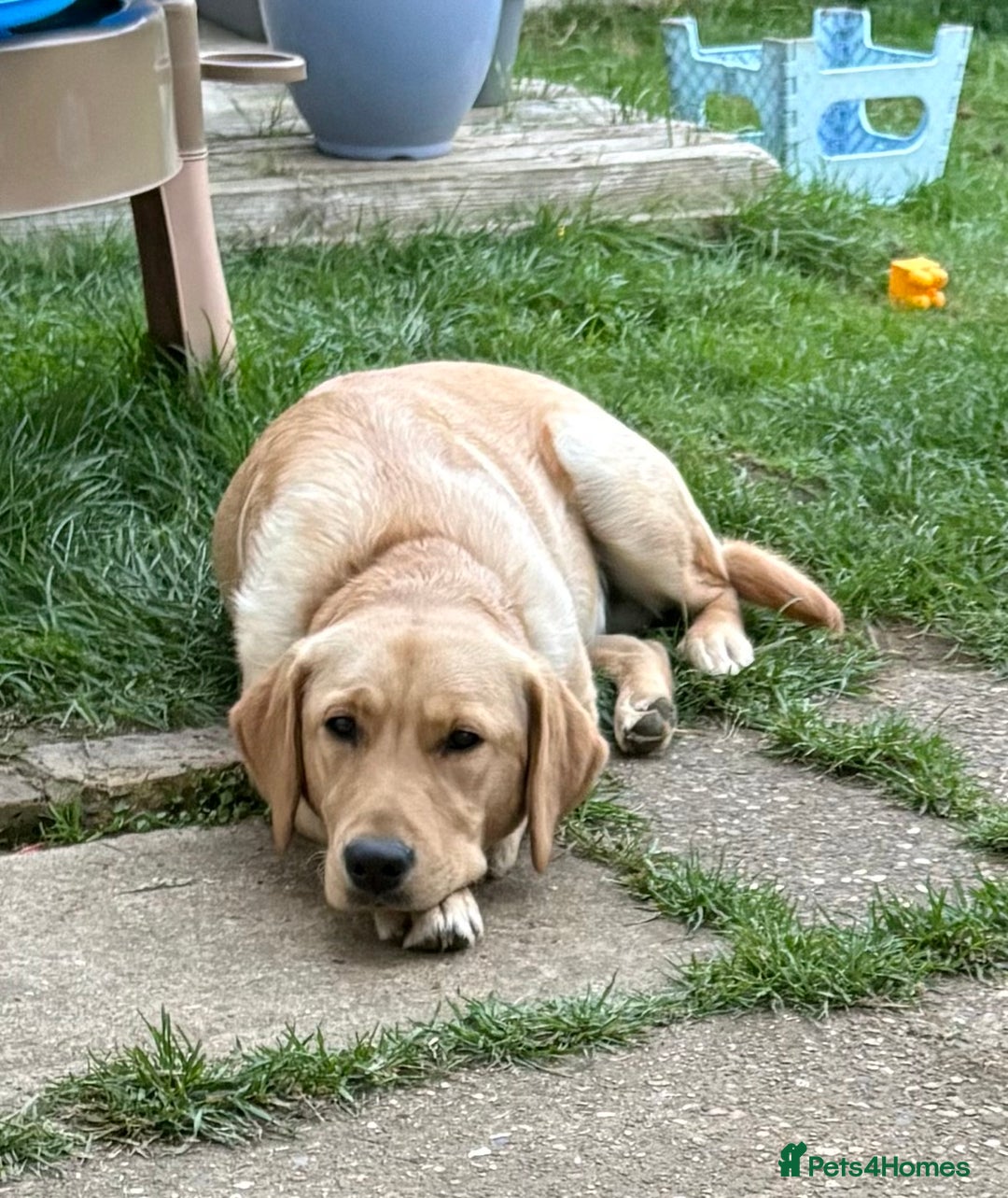 Goldador dogs for sale: Beautiful natured male bailey - Image 2